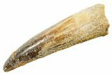 Fossil Spinosaurus Tooth - Real Dinosaur Tooth #364233-1
